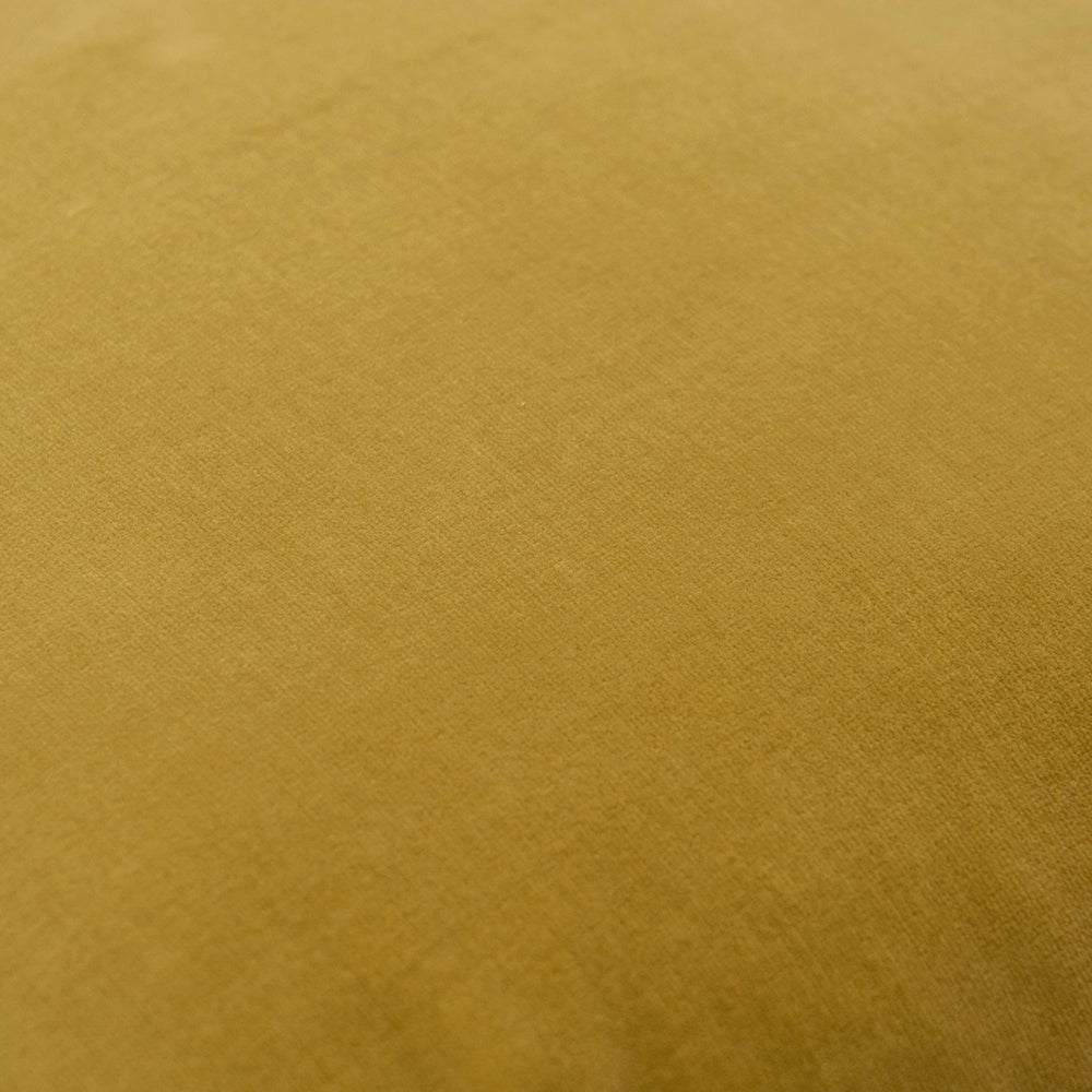 أليساندرا طحلب